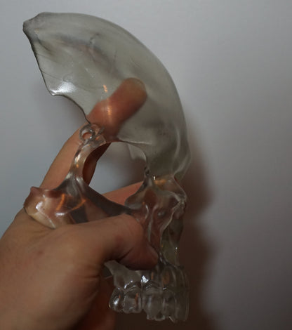 Transparent Skull Mask | Clear Human Skull Face Mask | Anatomical Skeleton Costume Mask | Gothic Horror Cosplay Accessory | XS to XL